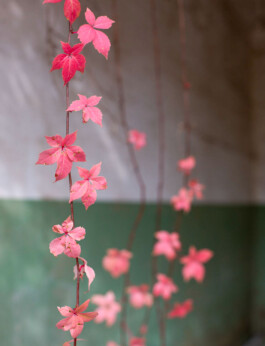NANINE RENNINGER _ PHOTOGRAPHY