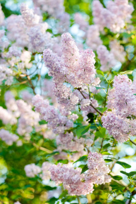 NANINE RENNINGER _ PHOTOGRAPHY