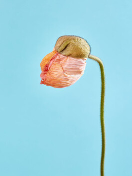 NANINE RENNINGER _ PHOTOGRAPHY