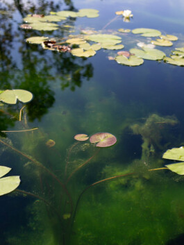 NANINE RENNINGER _ PHOTOGRAPHY