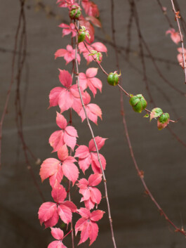 NANINE RENNINGER _ PHOTOGRAPHY