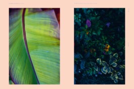 NANINE RENNINGER PHOTOGRAPHY